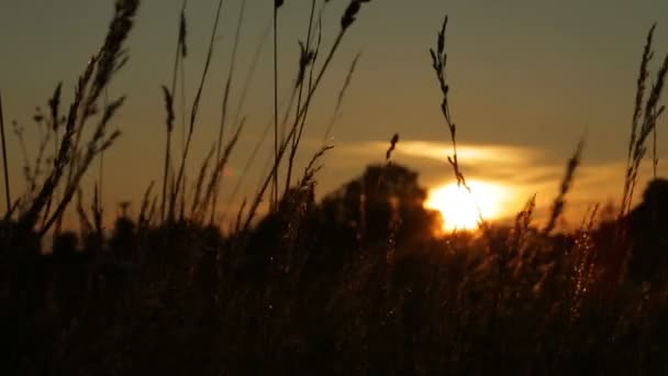 Silueta de hierba balanceándose en la brisa al atardecer — Vídeo de stock