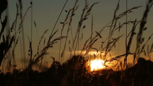 Grassilhouette wiegt sich im Sonnenuntergang im Wind — Stockvideo