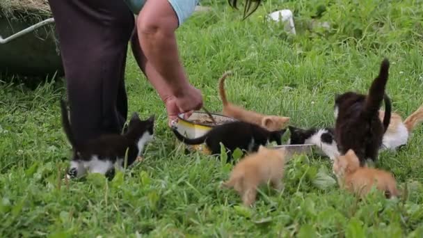 Mujer madura alimenta a los gatos callejeros — Vídeo de stock