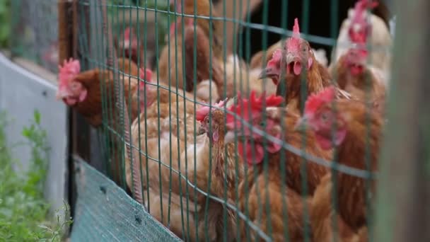 Horozlar ve köy çiftlik tavukları — Stok video