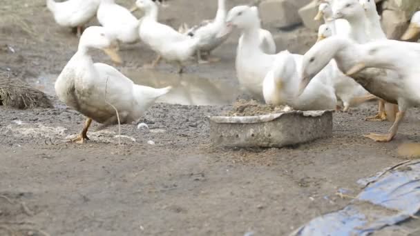 Patos blancos hambrientos en granja de pueblo — Vídeo de stock