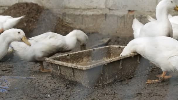 Pato blanco agua potable — Vídeo de stock