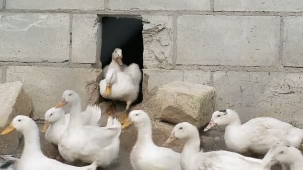 Patos blancos en granja de pueblo — Vídeo de stock