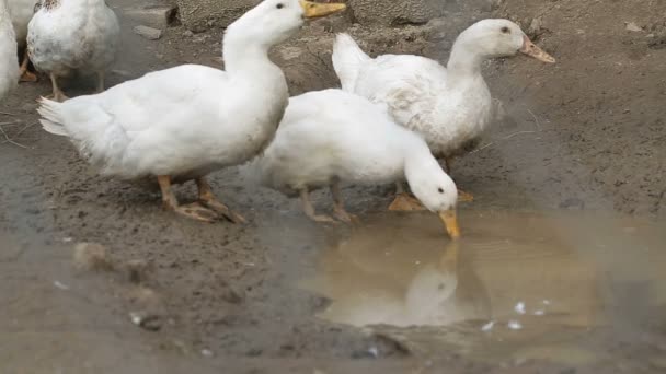 White Duck drinking water — Stock Video