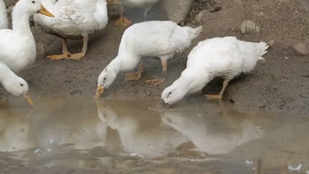 Biały kaczka wody pitnej — Wideo stockowe