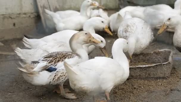 Patos blancos hambrientos en granja de pueblo — Vídeo de stock