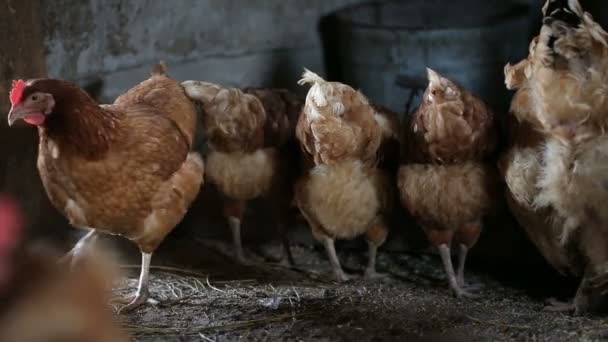 Galos e galinhas na fazenda da aldeia — Vídeo de Stock