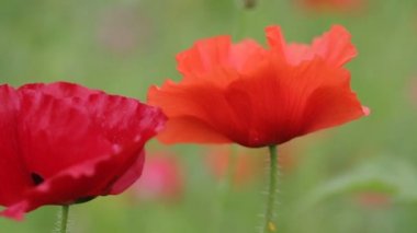 Kırmızı haşhaş Bahçe yakın çekim