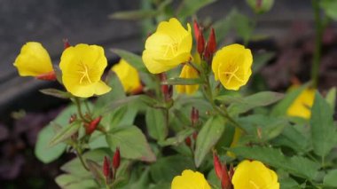 Bahçedeki güzel sarı çiçekler