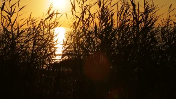 Spiaggia selvaggia al tramonto — Video Stock