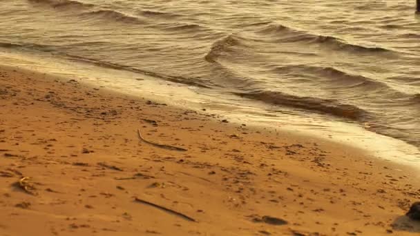 Vahşi bir plaj kıyısında yakın çekim — Stok video