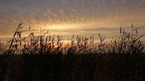 Bellissimo tramonto sulle rive di una spiaggia selvaggia — Video Stock