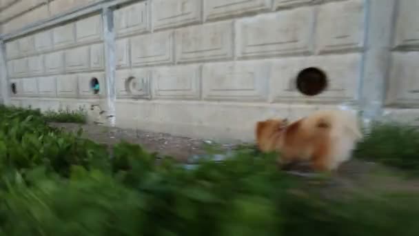 Cão da Pomerânia andando sobre uma trela — Vídeo de Stock