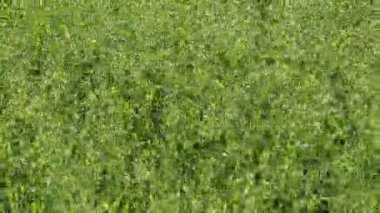 Yulaf tohumlama yeşil alan