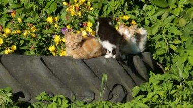Bahçedeki güneşin tadını çıkarma kediler