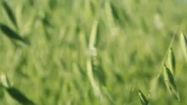 Посів вівса зелене поле — стокове відео