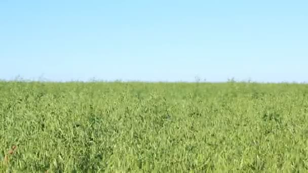 Champ vert de semis d'avoine 