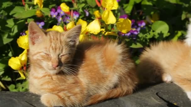 Gatos tomando el sol en el jardín — Vídeo de stock