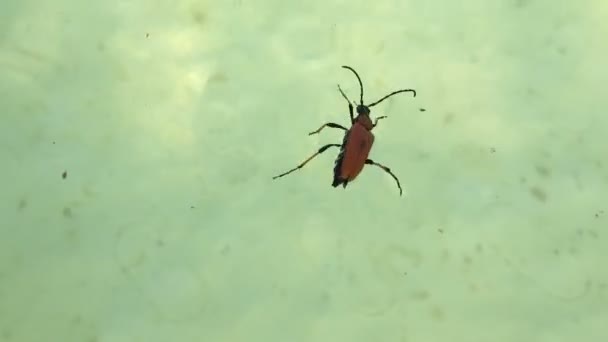 Bug d'insecte pataugeant dans l'eau — Video