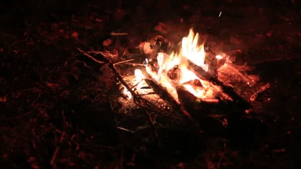 Nacht vreugdevuur in het bos — Stockvideo