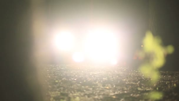 숲에서 밤에 자동차 헤드라이트의 밝은 빛 — 비디오