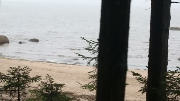 Margem do lago. vista do lago a partir da floresta — Vídeo de Stock