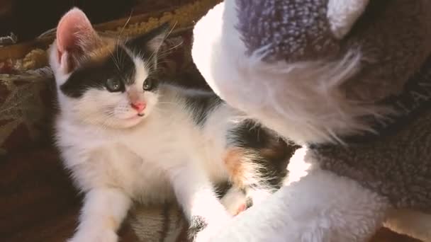 Gatinho brincando com um cão . — Vídeo de Stock