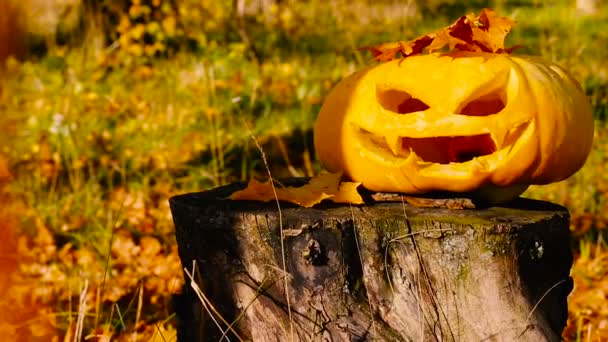 Jack o lantern ristade pumpa halloween på en stubbe. — Stockvideo