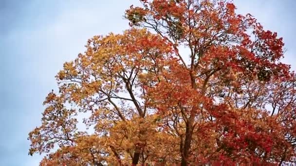큰 오래 된 넓은 자작나무 나뭇가지 흔드는 바람에. — 비디오