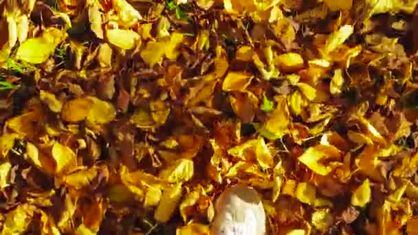 POV shot walk feuillage d'automne 