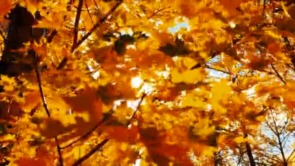 Φύλλα σφενδάμου το φθινόπωρο. — Αρχείο Βίντεο