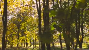 Sonbahar parkta kaydırma