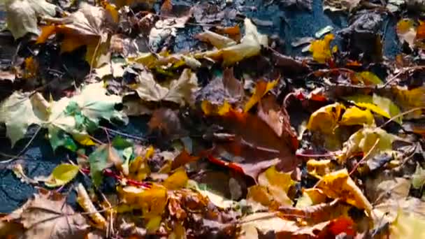 Herbstpark an einem sonnigen Tag. — Stockvideo