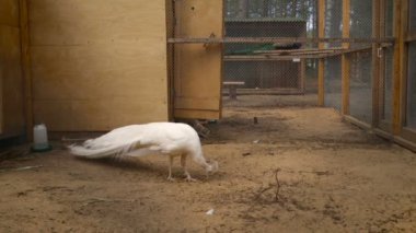 Bir kafes içinde kendi topraklarında beyaz tavus kuşu yürür.