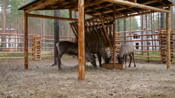 Trzy Jeleń jedzą paszy w zoo. — Wideo stockowe