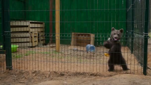 Little bear in a cage costs on two legs. — Stock Video