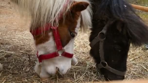 Två små ponnyer äta hö. — Stockvideo