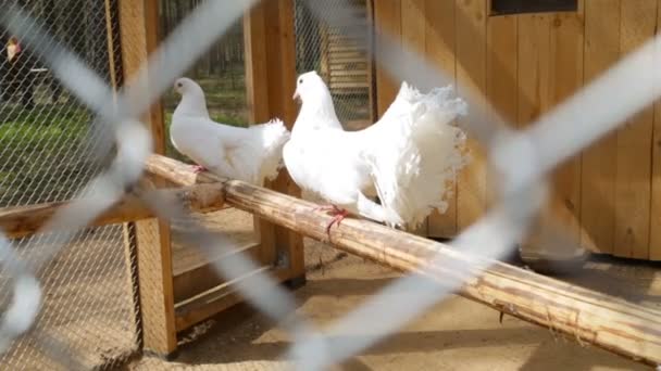 Дві білі кури сидять у гілці на дерев'яному барі . — стокове відео