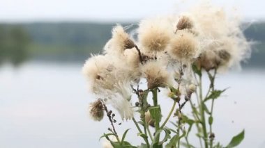 Kabarık bitki açık havada. rüzgarda sway