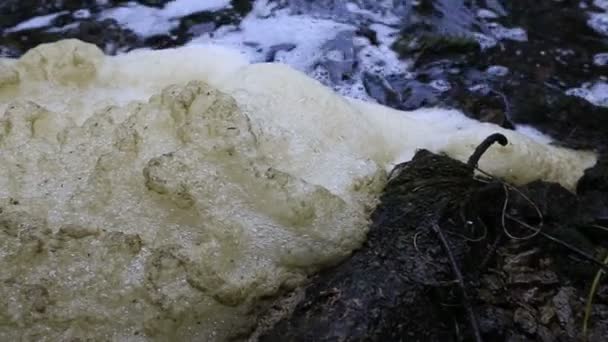 River foam sways in the wind — Stock Video