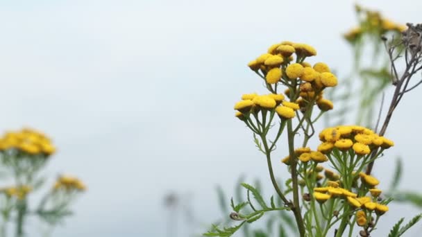 Gul vilda blommor på stranden av sjön — Stockvideo