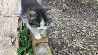 mewing küçük tüylü yavru kedi