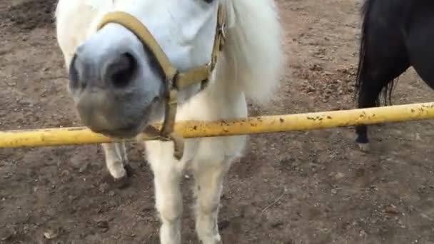 Zwei Ponys gestreichelt werden wollen — Stockvideo