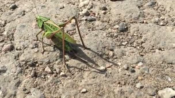 蚱蜢绿、 特写昆虫在地上 — 图库视频影像