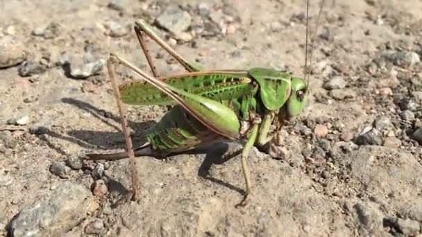 Sprinkhaan groen, close-up insect op de grond — Stockvideo