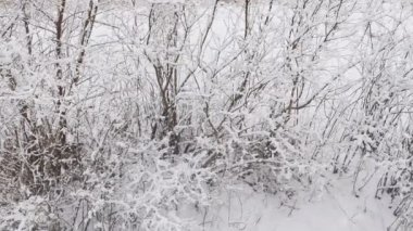 Ormanda büyük kar yağışı