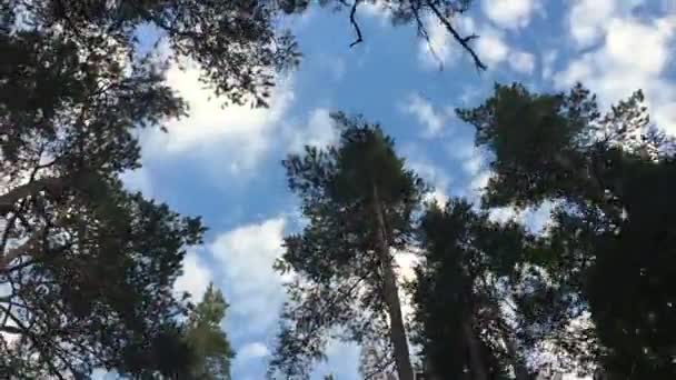 Sulla vista della chioma degli alberi dal basso verso l'alto — Video Stock