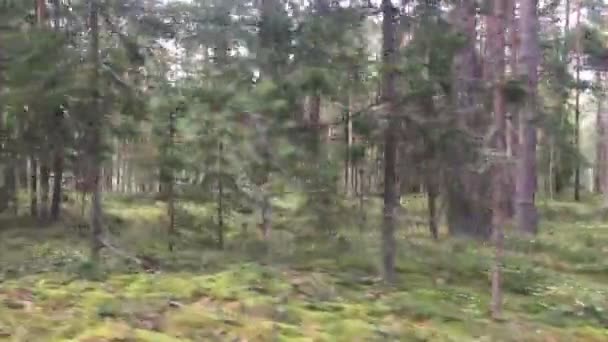 Forest road. Beweging langs de weg van het bos — Stockvideo