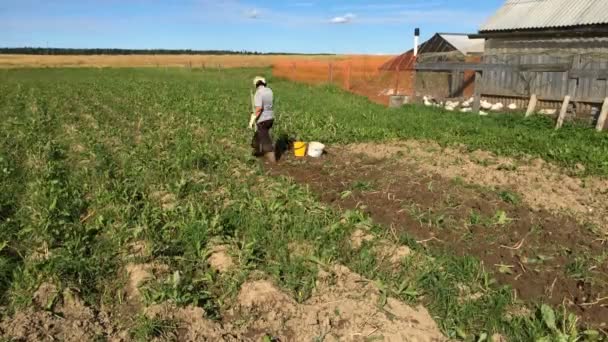 Фермеры копают картошку — стоковое видео