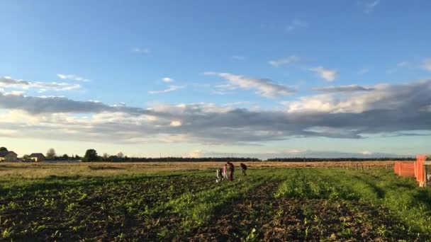 Boeren graven aardappelen — Stockvideo